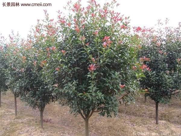 沭陽(yáng)長(cháng)景園林基地的紅葉石楠