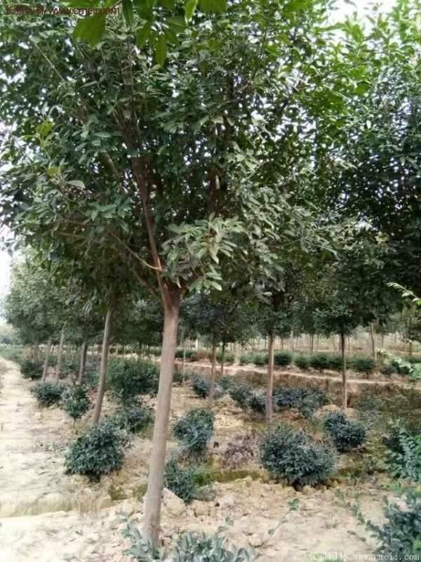 沭陽(yáng)長(cháng)景園林基地的紅葉石楠