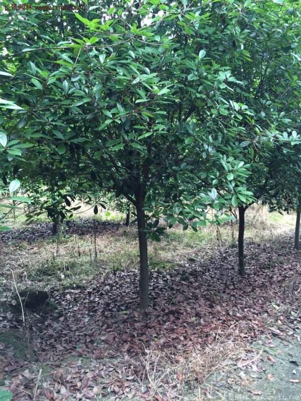 沭陽(yáng)長(cháng)景園林基地的紅葉石楠