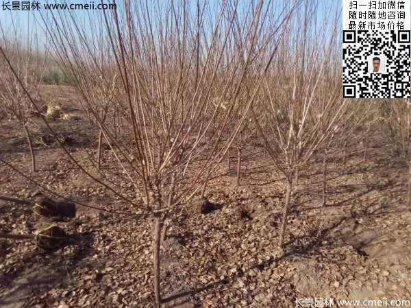地徑5-7公分紅梅，數量7000棵左右