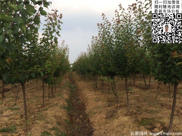 地徑5-7公分紅梅，數量7000棵左右