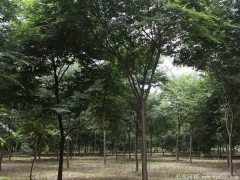 國內較大的櫸樹(shù)基地,你肯定不知道在哪