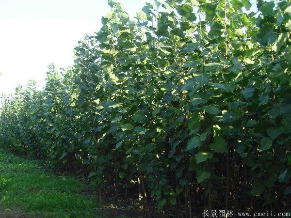 2017年最新107楊樹(shù)苗報價(jià)