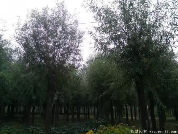 柳樹(shù)