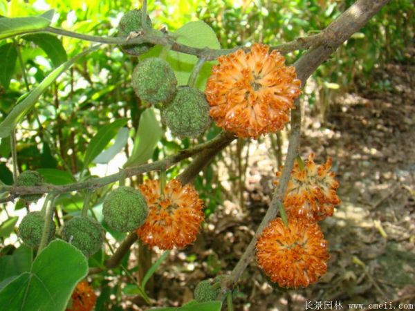 構樹(shù)