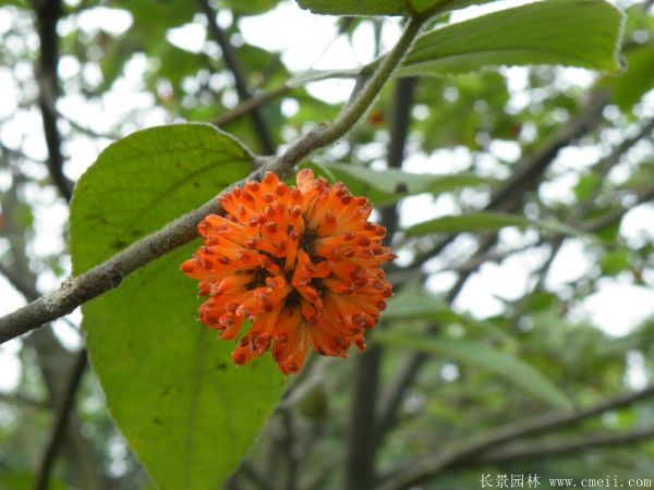 構樹(shù)
