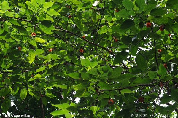 構樹(shù)