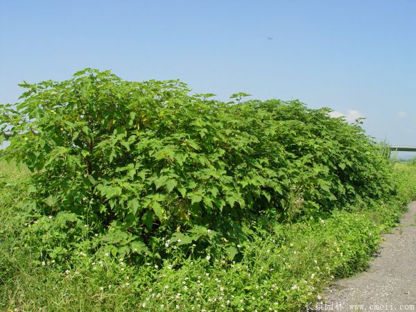 構樹(shù)