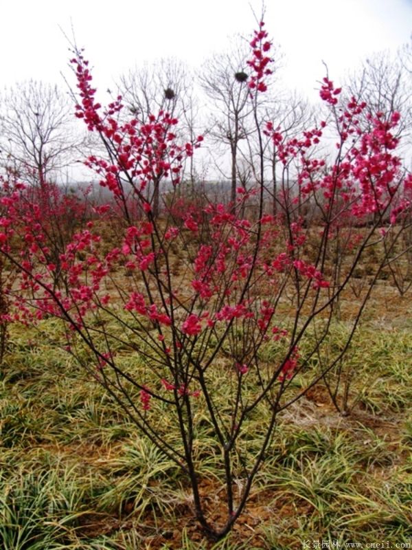 紅梅樹(shù)基地大量供應2~3~4~5~6公分的紅梅樹(shù)苗