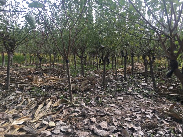 紅梅樹(shù)基地大量供應2~3~4~5~6公分的紅梅樹(shù)苗