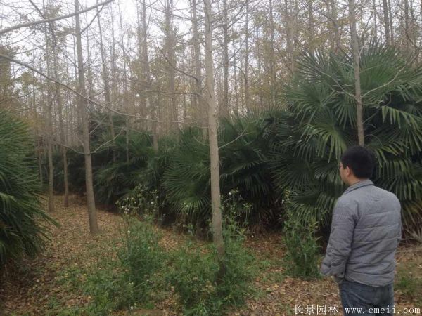棕櫚苗木-沭陽(yáng)長(cháng)景園林 棕櫚苗木-沭陽(yáng)長(cháng)景園林