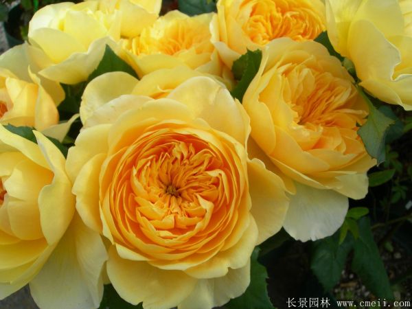 歐月-長(cháng)景園林