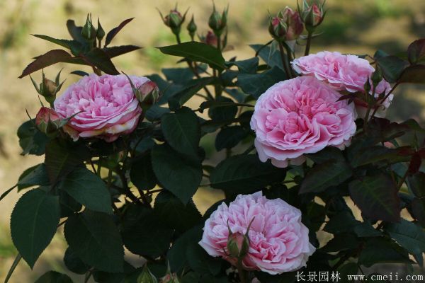 歐月-長(cháng)景園林