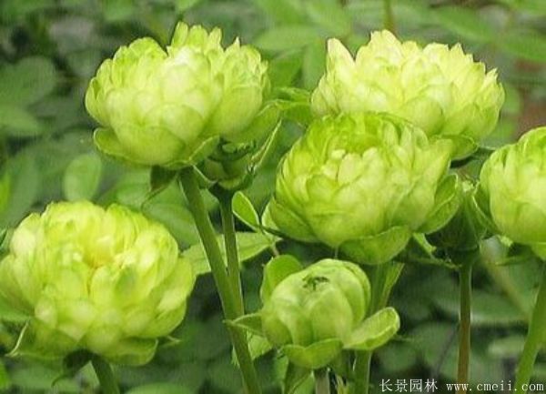 歐月-長(cháng)景園林