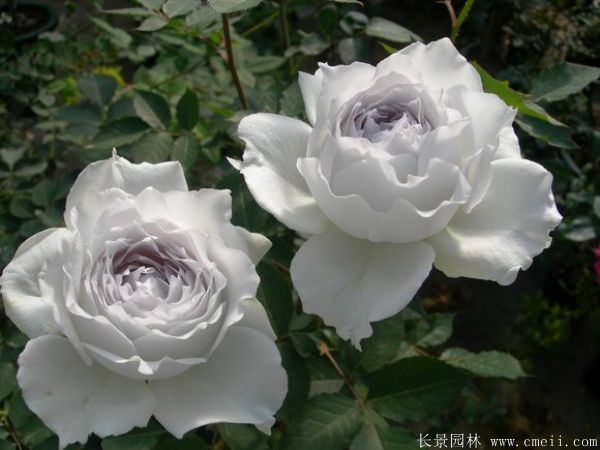 歐月-長(cháng)景園林