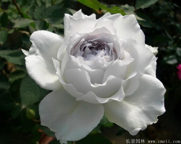歐月-長(cháng)景園林