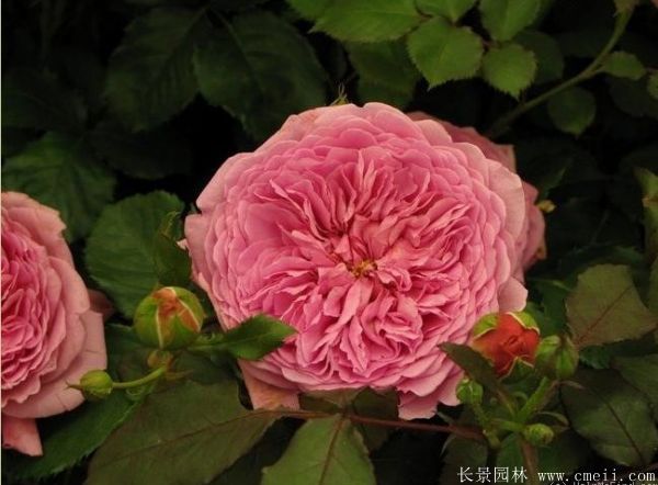 歐月-長(cháng)景園林