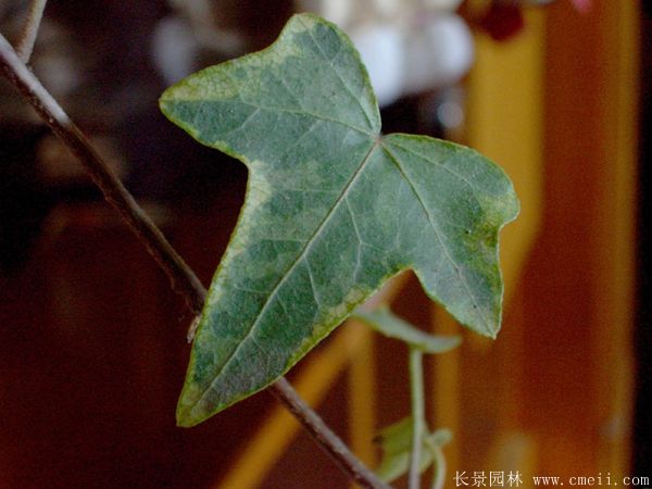 三葉地錦-長(cháng)景園林