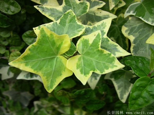 三葉地錦-長(cháng)景園林