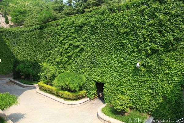 爬山虎-長(cháng)景園林