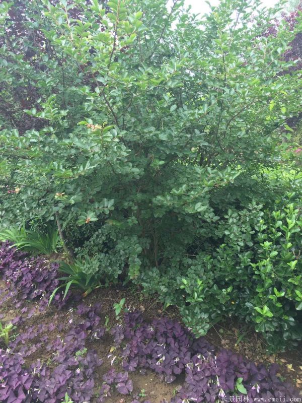 叢生紫薇-長(cháng)景園林