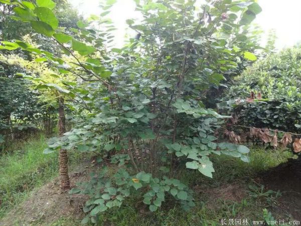叢生紫荊-長(cháng)景園林