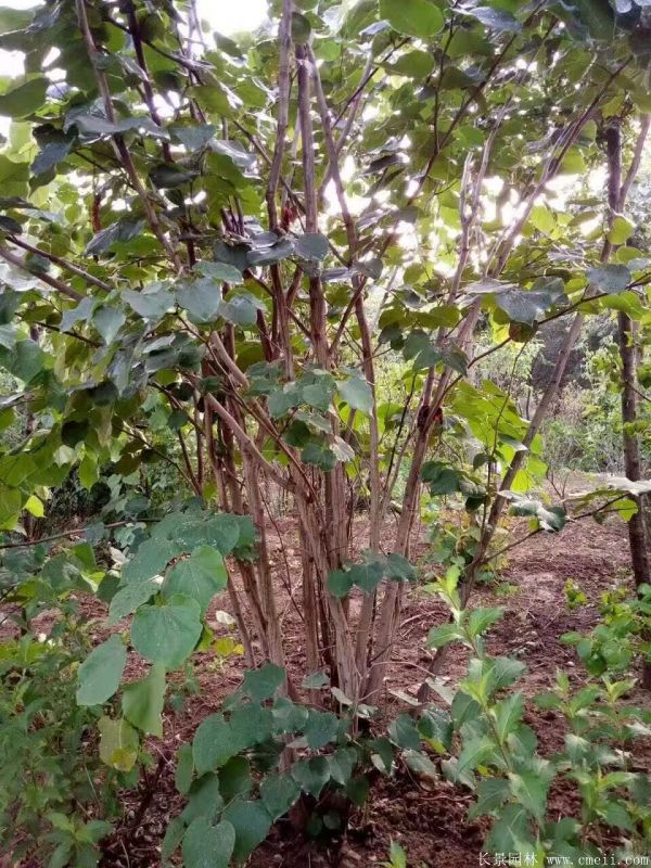 叢生紫荊-長(cháng)景園林
