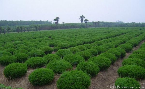 龍柏球-長(cháng)景園林