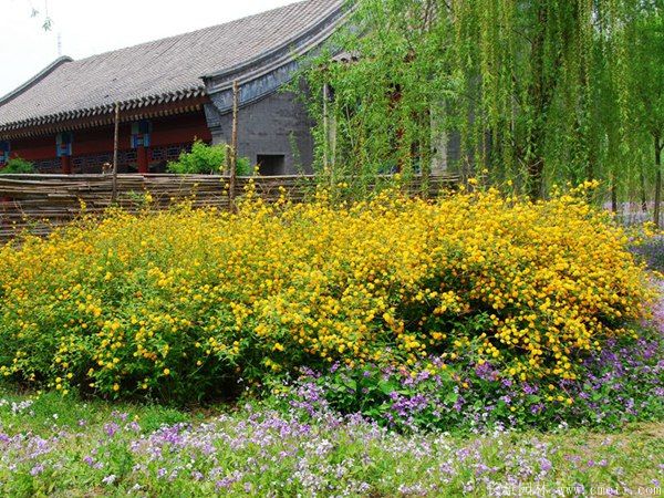 棣棠球-長(cháng)景園林