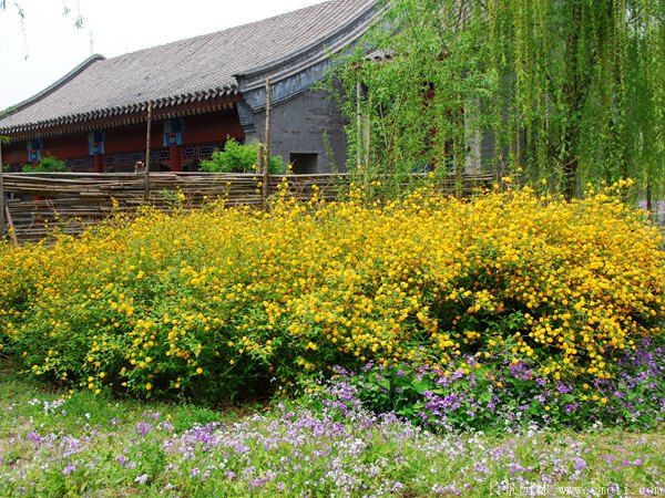 棣棠球-長(cháng)景園林