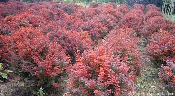 紅葉小檗球-長(cháng)景園林