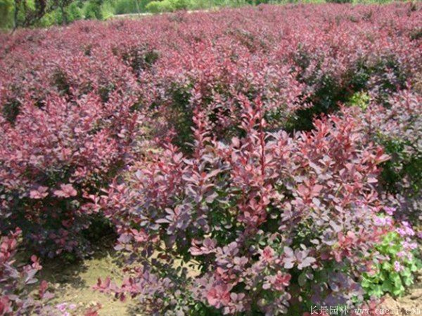 紅葉小檗球-長(cháng)景園林