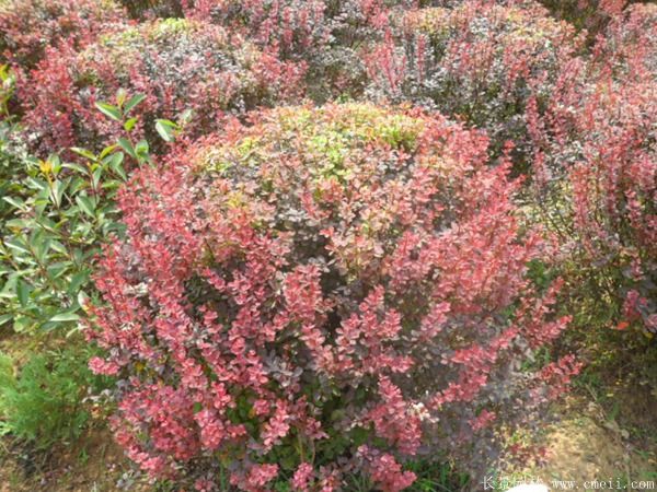 紅葉小檗球-長(cháng)景園林