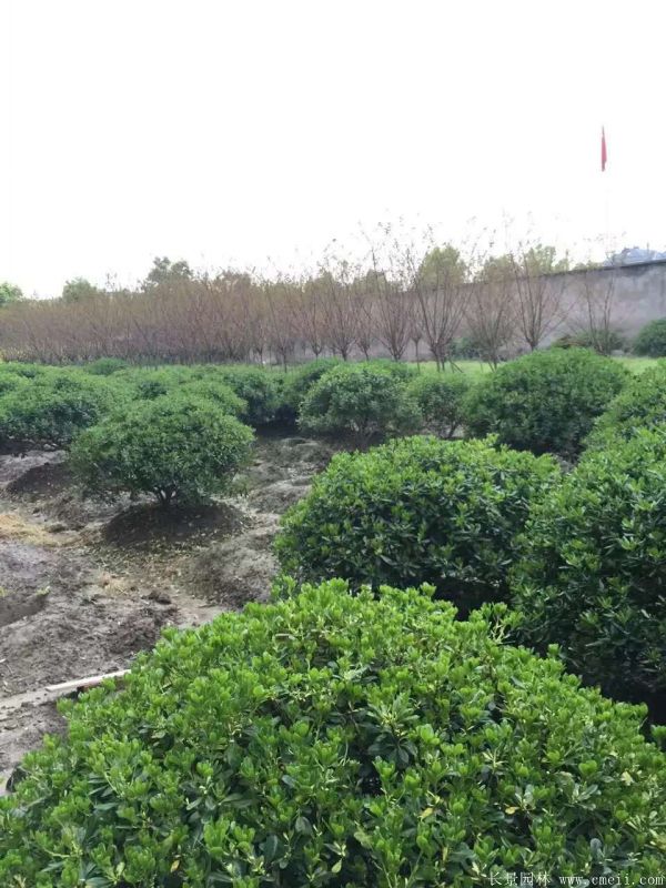 海桐球-長(cháng)景園林