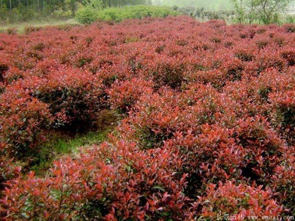 紅葉石楠球-長(cháng)景園林