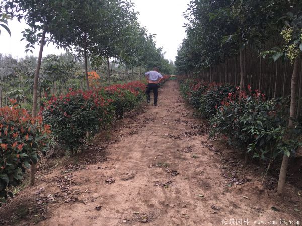 紅葉石楠球-長(cháng)景園林