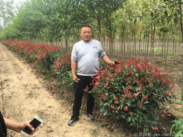 紅葉石楠球-長(cháng)景園林