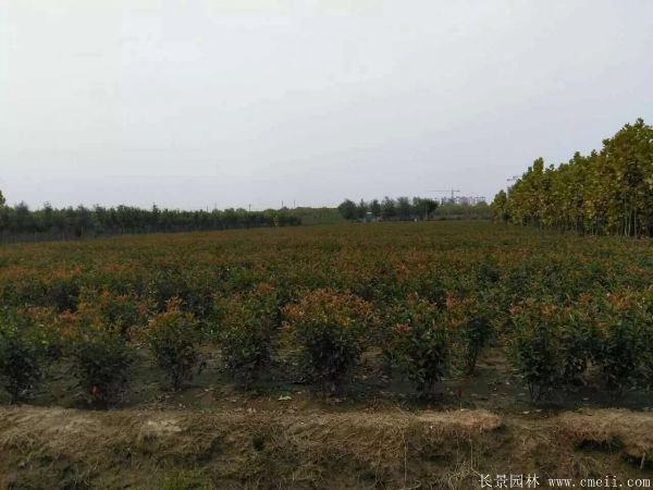 紅葉石楠球-長(cháng)景園林