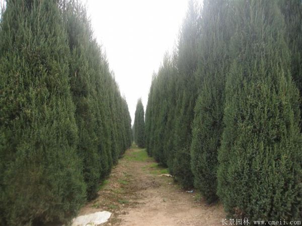刺柏-長(cháng)景園林