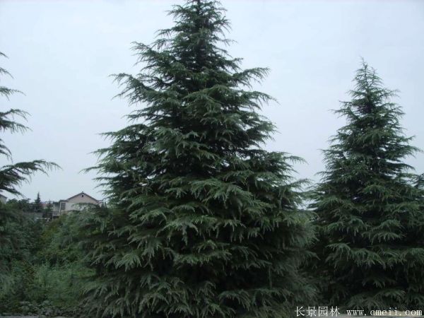 雪松-長(cháng)景園林