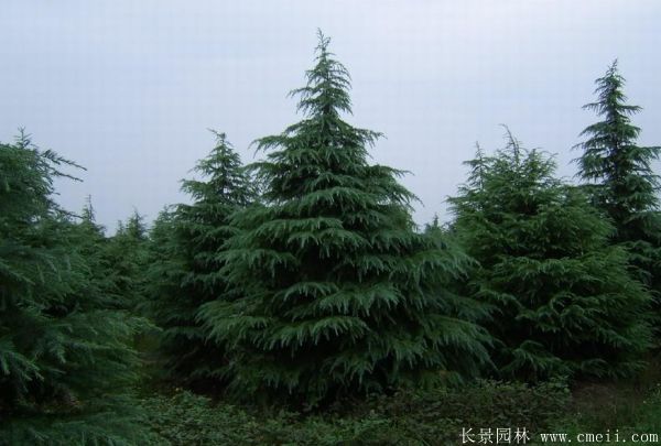 雪松-長(cháng)景園林