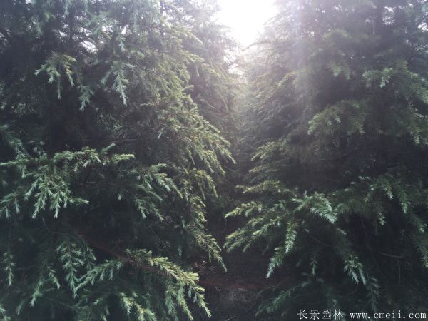 雪松-長(cháng)景園林
