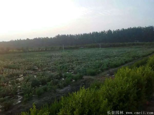 沙地柏-長(cháng)景園林