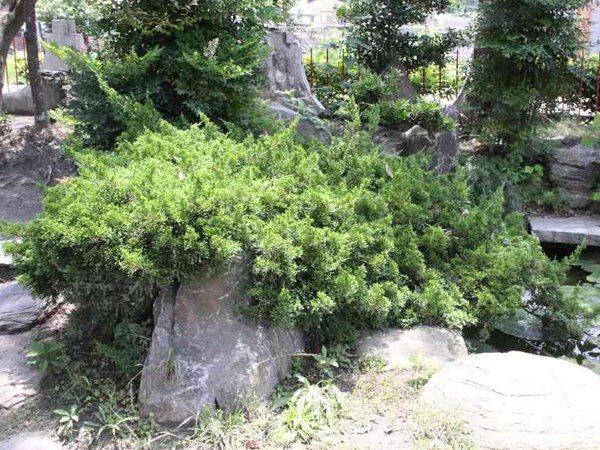 地柏-長(cháng)景園林