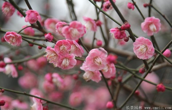 紅梅苗木-沭陽(yáng)長(cháng)景園林