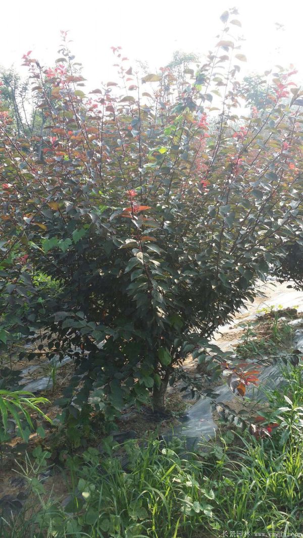 紅梅苗木-沭陽(yáng)長(cháng)景園林 紅梅苗木-沭陽(yáng)長(cháng)景園林