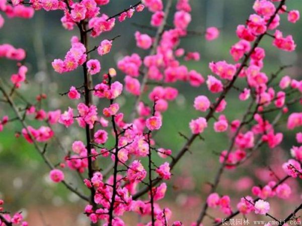 紅梅苗木-沭陽(yáng)長(cháng)景園林 紅梅苗木-沭陽(yáng)長(cháng)景園林