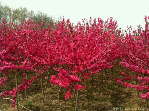 紅梅苗木-沭陽(yáng)長(cháng)景園林