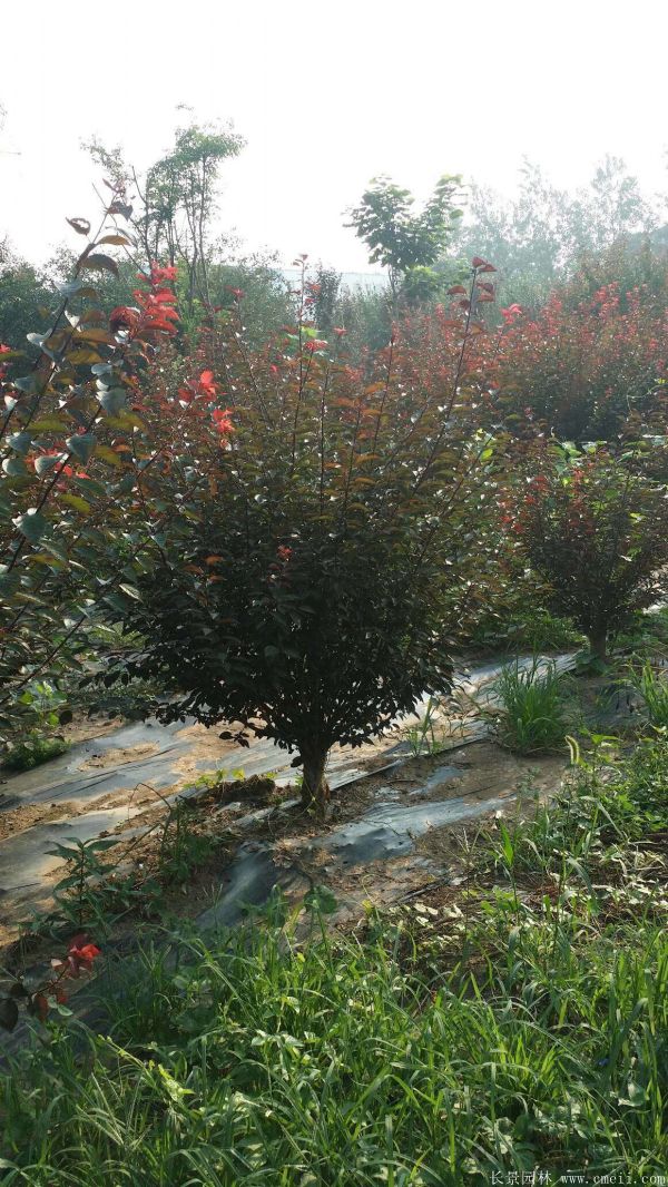 紅梅苗木-沭陽(yáng)長(cháng)景園林 紅梅苗木-沭陽(yáng)長(cháng)景園林