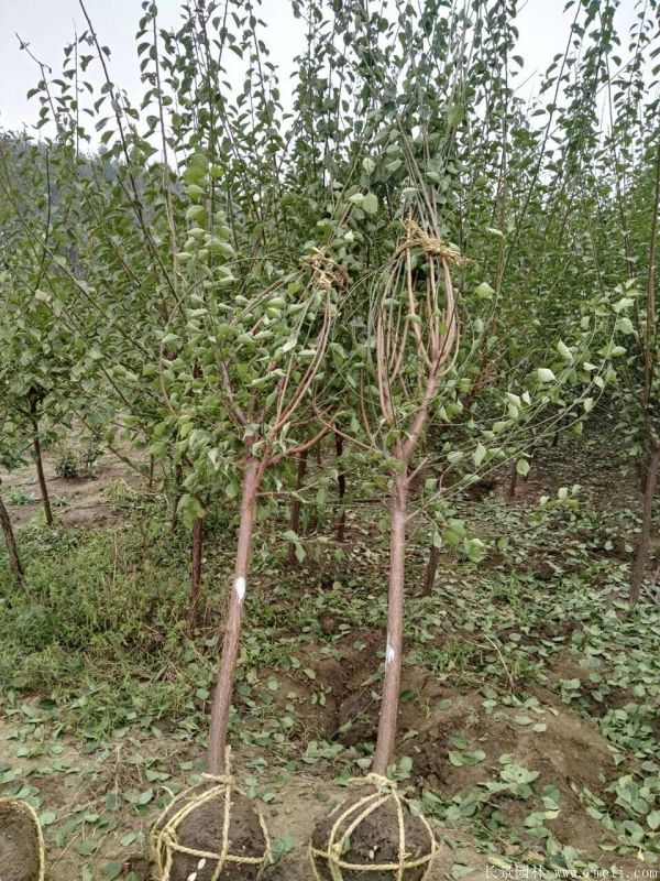 沭陽(yáng)長(cháng)景園林紅梅苗木 沭陽(yáng)長(cháng)景園林紅梅苗木